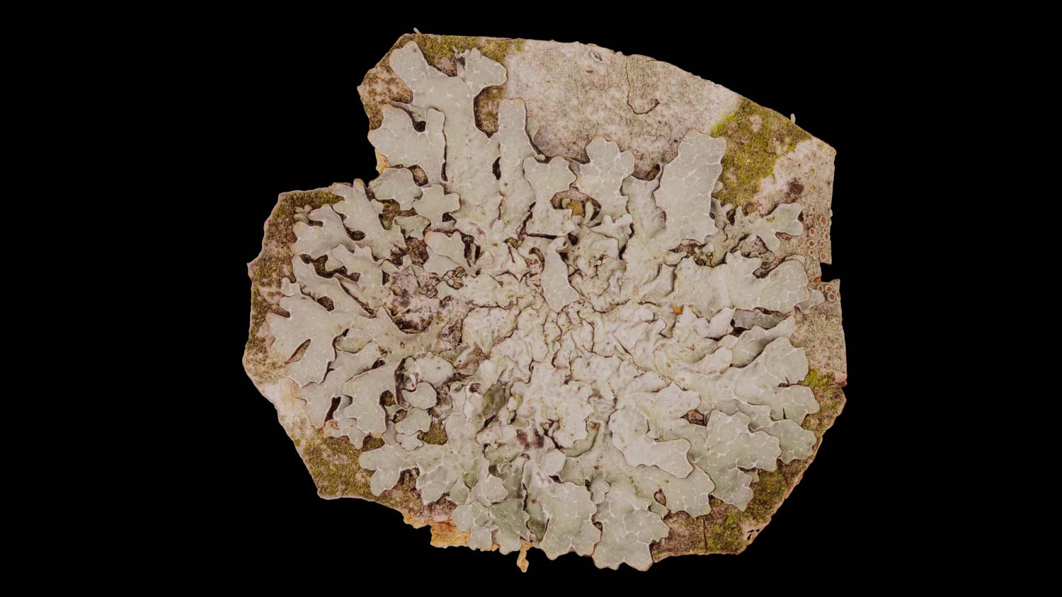 Parmelia sulcata